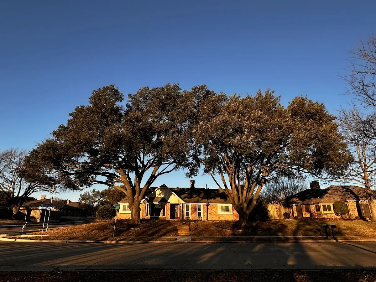 Established residential canopy tree shading a home in Flat Rock
